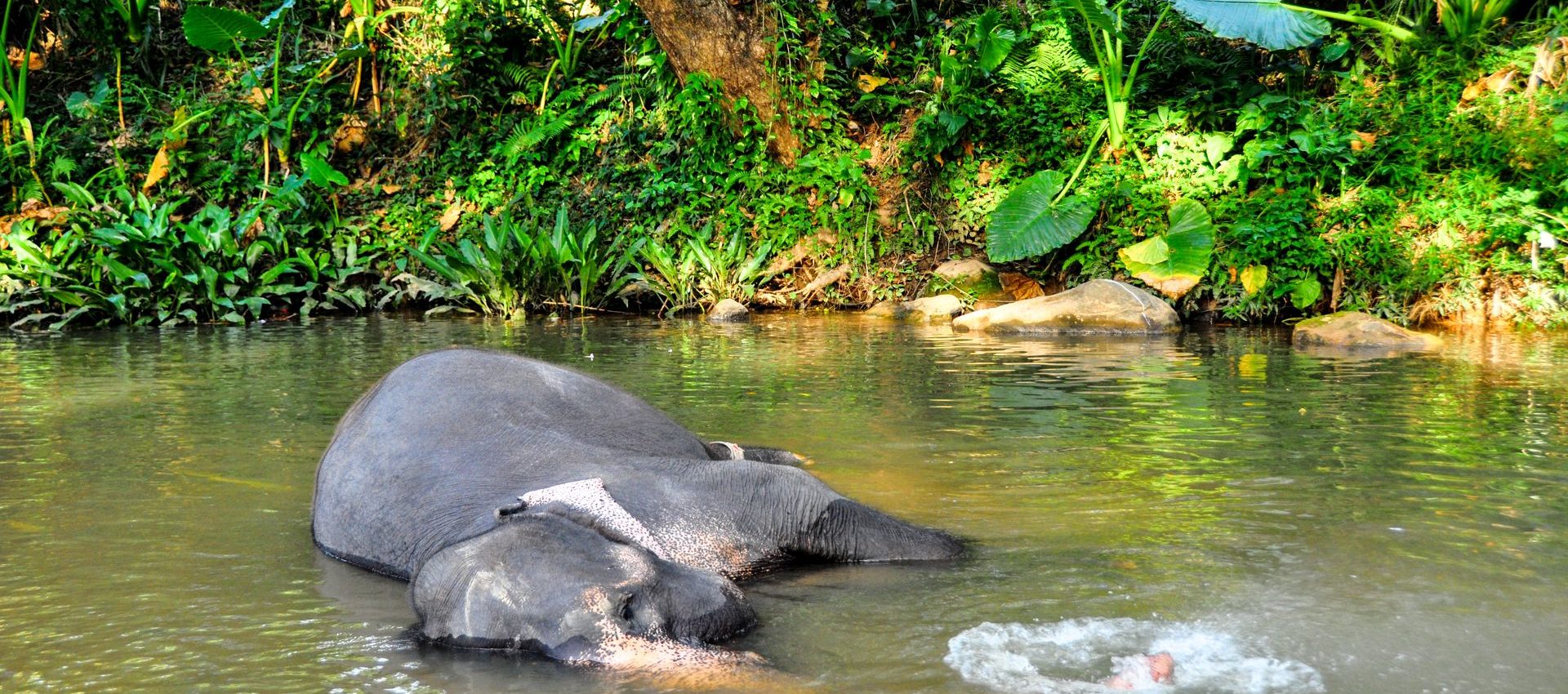 There are over 5000 elephants in Sri Lanka the highest in Asia