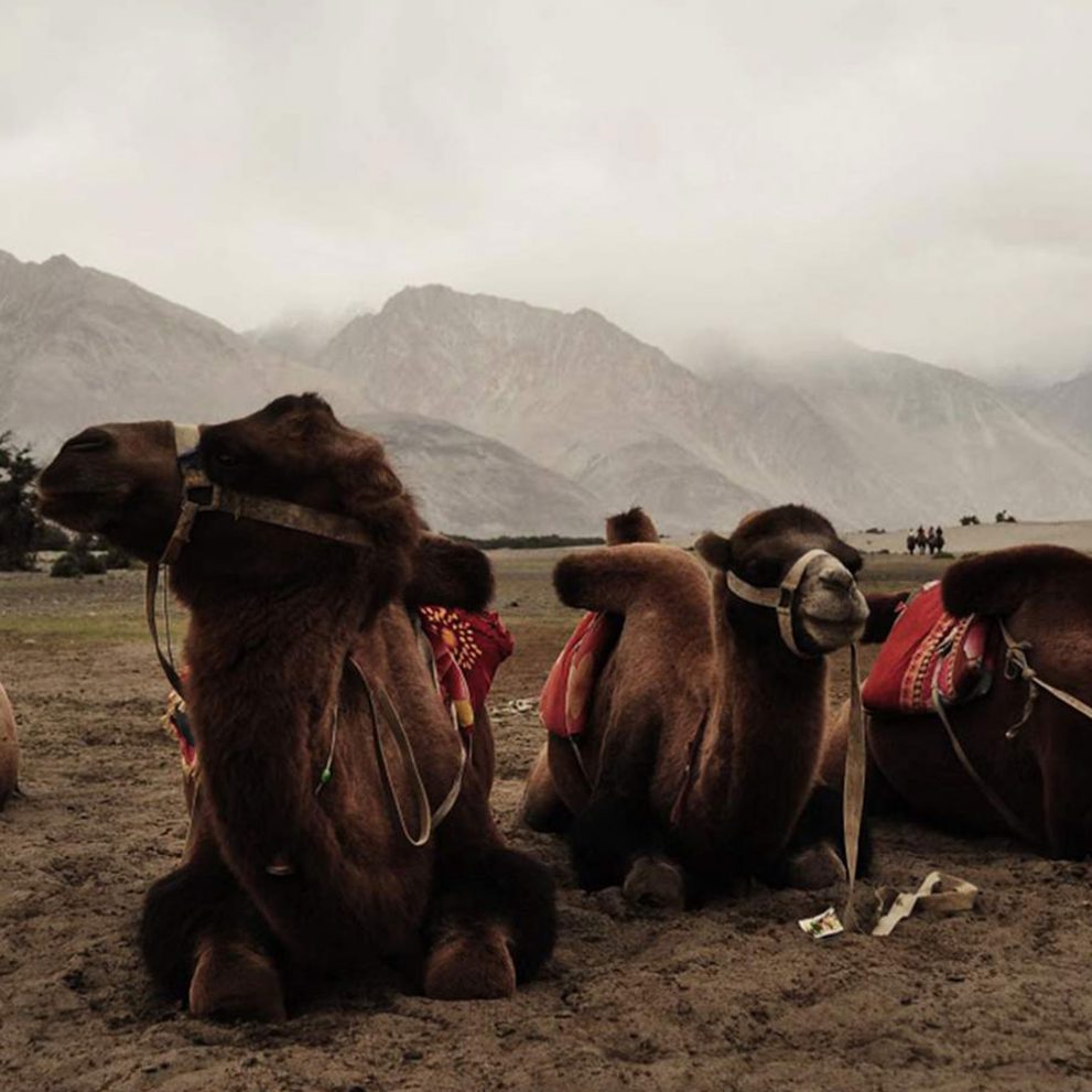In Nubra Valley camels roam on the sand dunes created by the dust from the Himalayas.