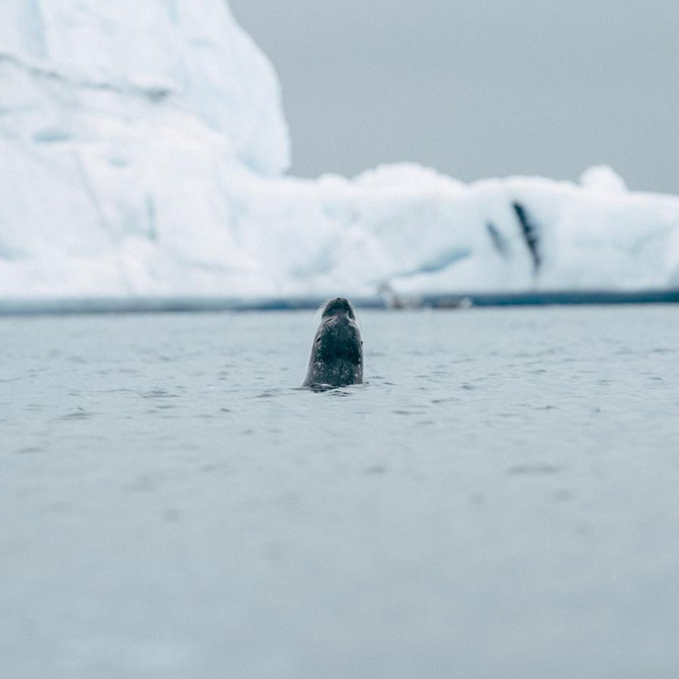 Lonely seal looking for lunch between the ice.