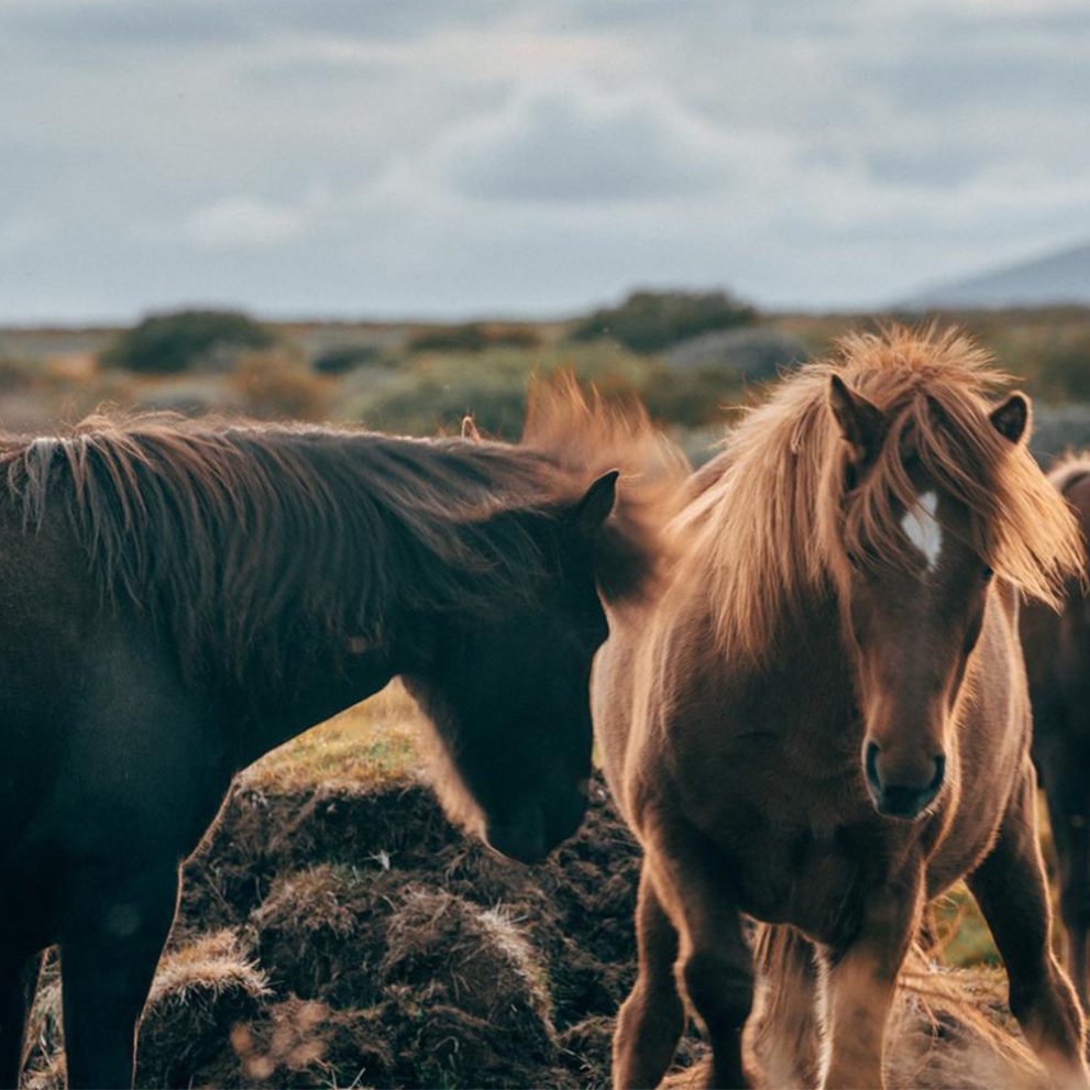 The iconic icelandic horse, small in size but sturdy by nature.