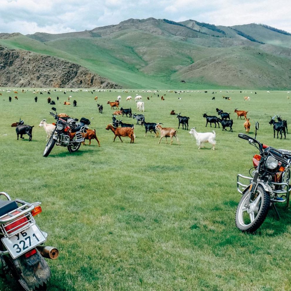 An average mongolian sheep herd is around 500 but some are way over a 1000.