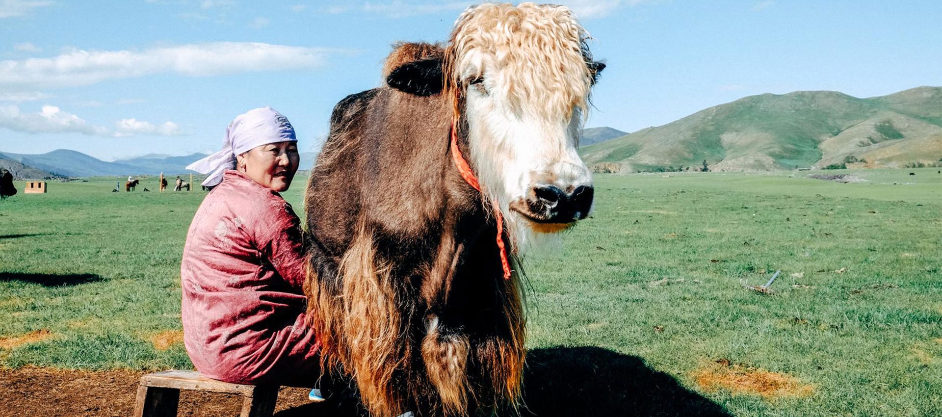 You will experience the true mongolian nomadic lifestyle, like milking yaks in the morning.