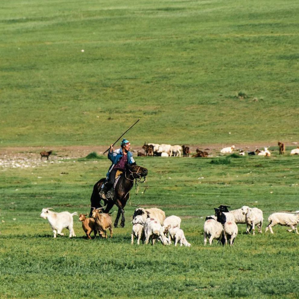 Herding the flock, mongolian style.