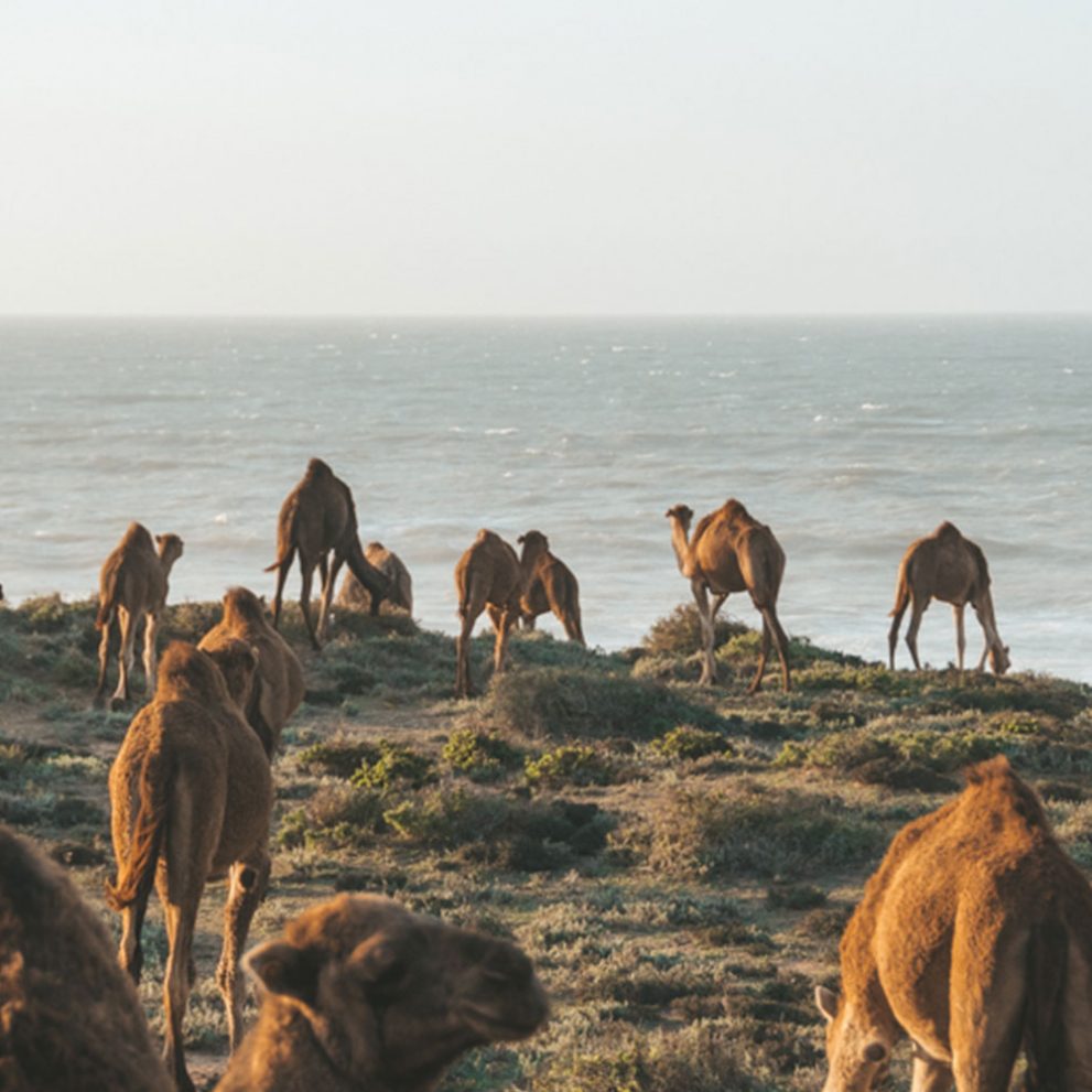 During our day trips heards of Dromedary camels are a regular sight.