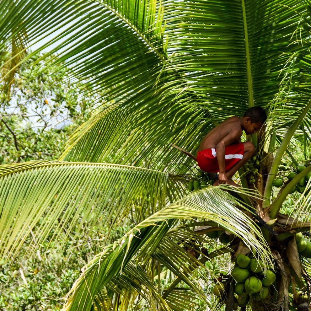 The freshness of a coconut is 100% guaranteed when it's picked directly from the palm tree.