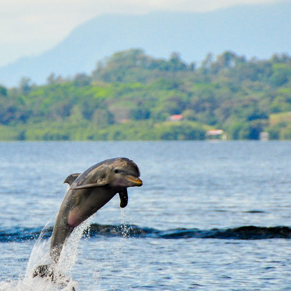 The dolphins even smile when they jump out of the water just to look amazing on your photos.