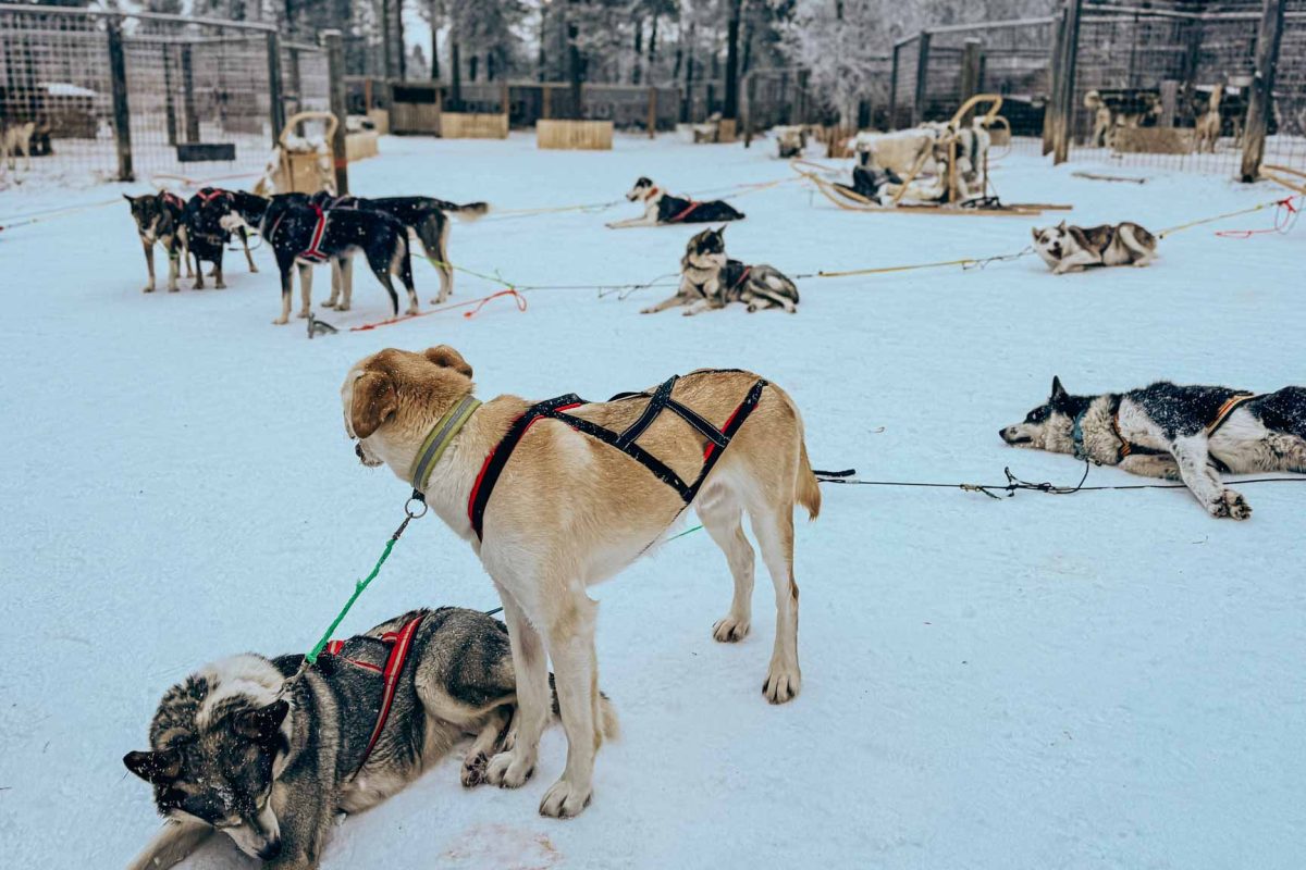 GoBeyond_Lapland_Stories