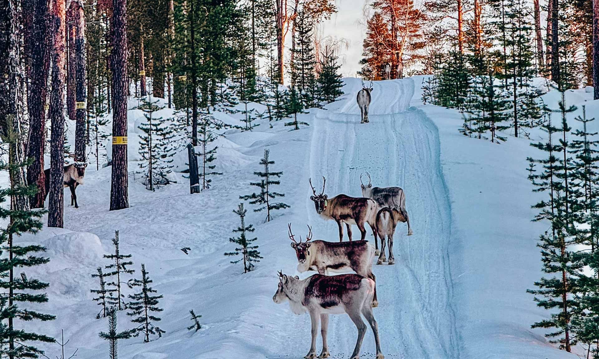 GoBeyond_Lapland_Stories